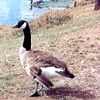 Close Up Of A Canadian Goose